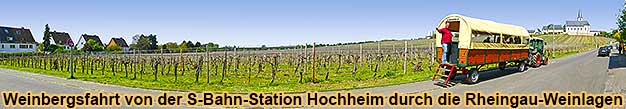 Weinbergsfahrten bei Hochheim am Main von der S-Bahn-Station Hochheim-Süd durch die Weinlagen im Rheingau.