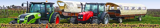 Glhweinfahrt mit Traktor und Planwagen durch die Weinberge bei Hochheim am Main