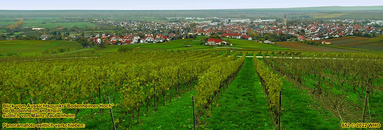 Glhweinfahrt zum Wiberg, der zweithchsten Erhebung in Rheinhessen.