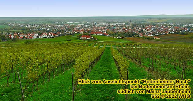 Glhweinfahrt in Rheinhessen in Bodenheim am Rhein (zwischen Mainz-Laubenheim und Nierstein) mit Rast im Weinberg